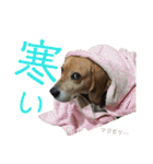ビーグル犬 エルくん（個別スタンプ：13）
