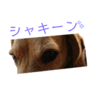 ビーグル犬 エルくん（個別スタンプ：14）