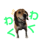 ビーグル犬 エルくん（個別スタンプ：15）