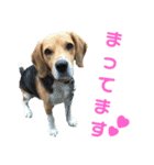 ビーグル犬 エルくん（個別スタンプ：16）