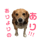 ビーグル犬 エルくん（個別スタンプ：18）