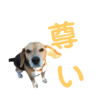 ビーグル犬 エルくん（個別スタンプ：19）