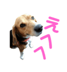 ビーグル犬 エルくん（個別スタンプ：20）