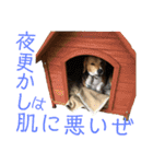ビーグル犬 エルくん（個別スタンプ：22）
