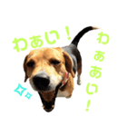 ビーグル犬 エルくん（個別スタンプ：23）