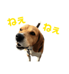 ビーグル犬 エルくん（個別スタンプ：25）