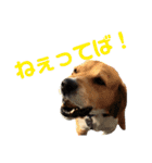 ビーグル犬 エルくん（個別スタンプ：26）