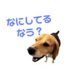 ビーグル犬 エルくん（個別スタンプ：27）