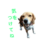 ビーグル犬 エルくん（個別スタンプ：28）