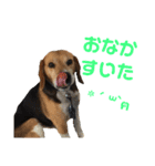 ビーグル犬 エルくん（個別スタンプ：29）