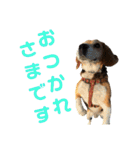 ビーグル犬 エルくん（個別スタンプ：30）