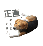 ビーグル犬 エルくん（個別スタンプ：31）