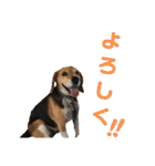 ビーグル犬 エルくん（個別スタンプ：32）