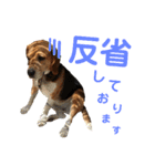 ビーグル犬 エルくん（個別スタンプ：33）