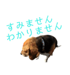ビーグル犬 エルくん（個別スタンプ：34）