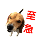 ビーグル犬 エルくん（個別スタンプ：35）