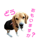 ビーグル犬 エルくん（個別スタンプ：36）