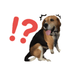 ビーグル犬 エルくん（個別スタンプ：37）