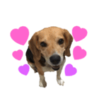 ビーグル犬 エルくん（個別スタンプ：38）