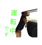 ビーグル犬 エルくん（個別スタンプ：39）