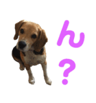 ビーグル犬 エルくん（個別スタンプ：40）