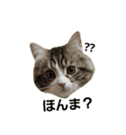 実写動物Stamp（個別スタンプ：1）