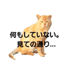 実写動物Stamp（個別スタンプ：3）