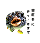 実写動物Stamp（個別スタンプ：5）