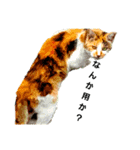 実写動物Stamp（個別スタンプ：7）