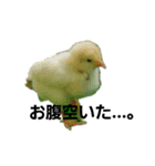 実写動物Stamp（個別スタンプ：8）