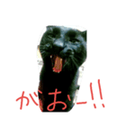 マキにゃん（個別スタンプ：3）