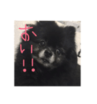 黒ポメラニアン お嬢（個別スタンプ：10）