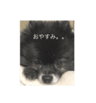 黒ポメラニアン お嬢（個別スタンプ：12）