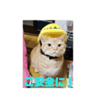 日本短足KY組合組合長（個別スタンプ：1）