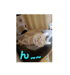 日本短足KY組合組合長（個別スタンプ：3）