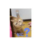 日本短足KY組合組合長（個別スタンプ：4）