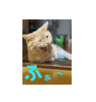 日本短足KY組合組合長（個別スタンプ：5）