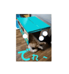 日本短足KY組合組合長（個別スタンプ：7）