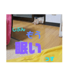 日本短足KY組合組合長（個別スタンプ：10）
