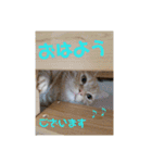 日本短足KY組合組合長（個別スタンプ：11）