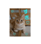 日本短足KY組合組合長（個別スタンプ：12）