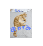 日本短足KY組合組合長（個別スタンプ：13）