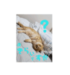 日本短足KY組合組合長（個別スタンプ：14）