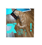 日本短足KY組合組合長（個別スタンプ：18）
