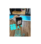 日本短足KY組合組合長（個別スタンプ：19）