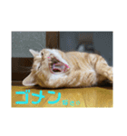 日本短足KY組合組合長（個別スタンプ：21）