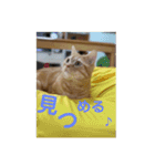 日本短足KY組合組合長（個別スタンプ：22）