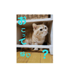 日本短足KY組合組合長（個別スタンプ：24）
