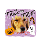 Halloween！（個別スタンプ：15）