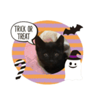 黒猫 ハロウィン（個別スタンプ：1）